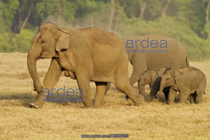 : Asian / Indian Elephant - family group. Corbett : Asian / Indian Elephant - family group. Corbett