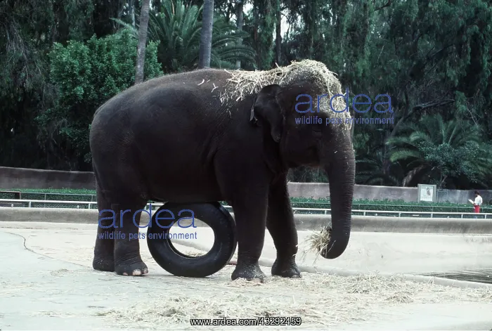 : ASIAN / INDIAN ELEPHANT - Female playing in Zoo : ASIAN / INDIAN ELEPHANT - Female playing in Zoo
