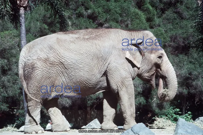 : ASIAN / INDIAN ELEPHANT - female in zoo : ASIAN / INDIAN ELEPHANT - female in zoo