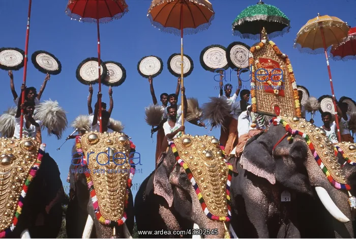 : ASIAN / INDIAN ELEPHANT - AT FESTIVAL : ASIAN / INDIAN ELEPHANT - AT FESTIVAL