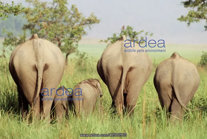 : Asian / Indian Elephant - in grassland from behind : Asian / Indian Elephant - in grassland from behind
