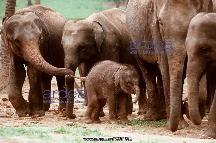 : ASIAN / INDIAN ELEPHANT - Group of aunties and baby : ASIAN / INDIAN ELEPHANT - Group of aunties and baby