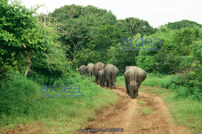 : Asian / Indian Elephant - herd on track : Asian / Indian Elephant - herd on track