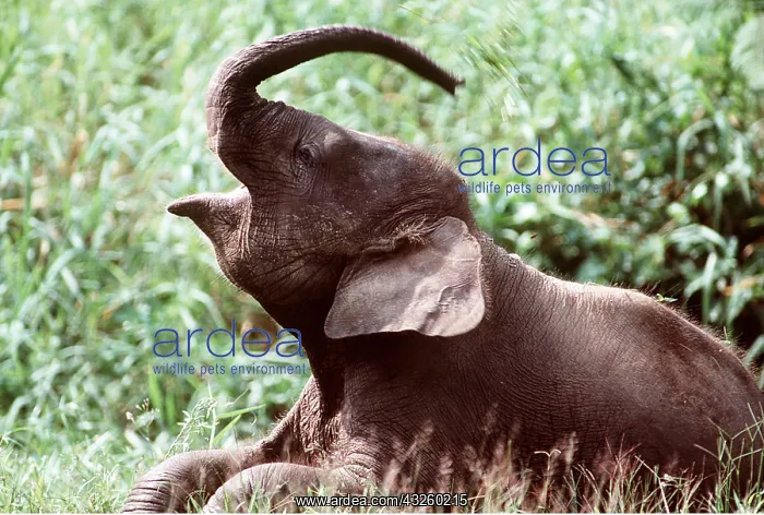 : ASIAN / INDIAN ELEPHANT - juvenile : ASIAN / INDIAN ELEPHANT - juvenile