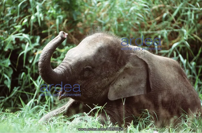  : ASIAN  /  INDIAN ELEPHANT - JUVENILE