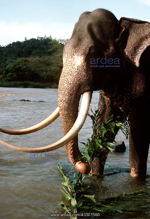 : ASIAN / INDIAN ELEPHANT - Male : ASIAN / INDIAN ELEPHANT - Male