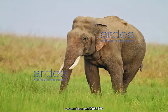 : Asian / Indian Elephant - male in musth / must : Asian / Indian Elephant - male in musth / must