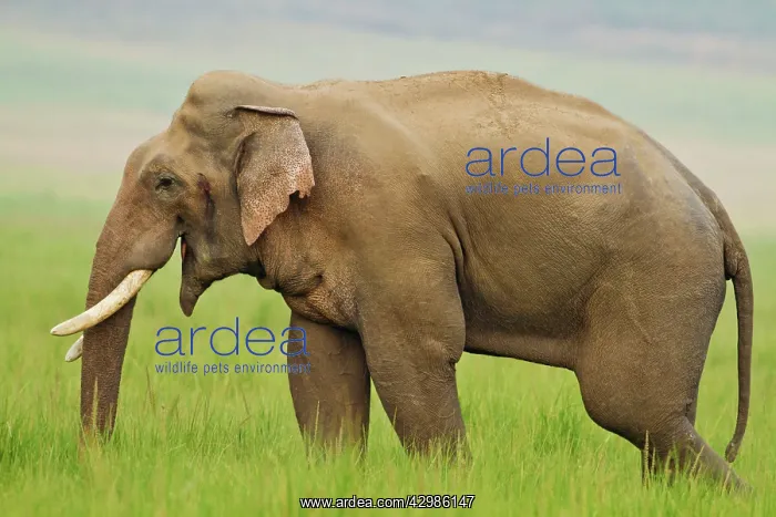 : Asian / Indian Elephant - male in musth / must : Asian / Indian Elephant - male in musth / must
