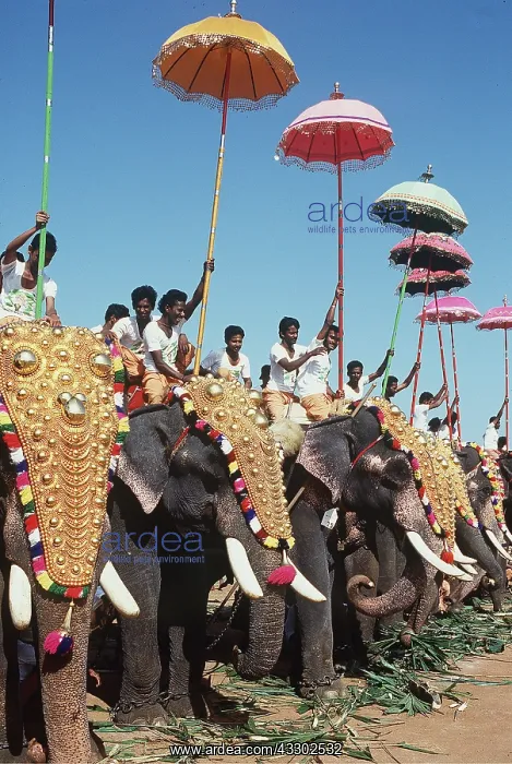: Asian / Indian ELEPHANT - march ceremony : Asian / Indian ELEPHANT - march ceremony