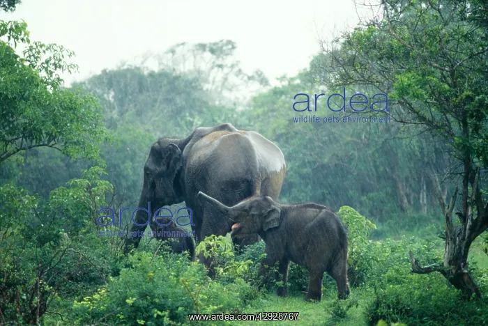 : Asian / Indian Elephant in monsoon rain : Asian / Indian Elephant in monsoon rain