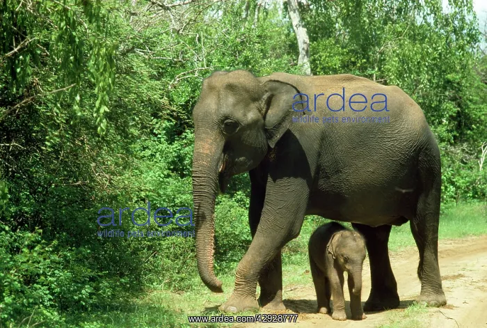 : ASIAN / INDIAN ELEPHANT - Mother and Baby : ASIAN / INDIAN ELEPHANT - Mother and Baby