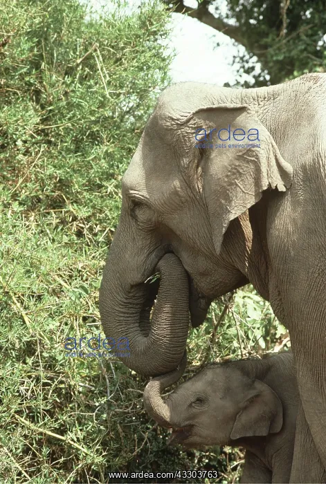 : ASIAN / INDIAN ELEPHANT - mother and baby feeding : ASIAN / INDIAN ELEPHANT - mother and baby feeding