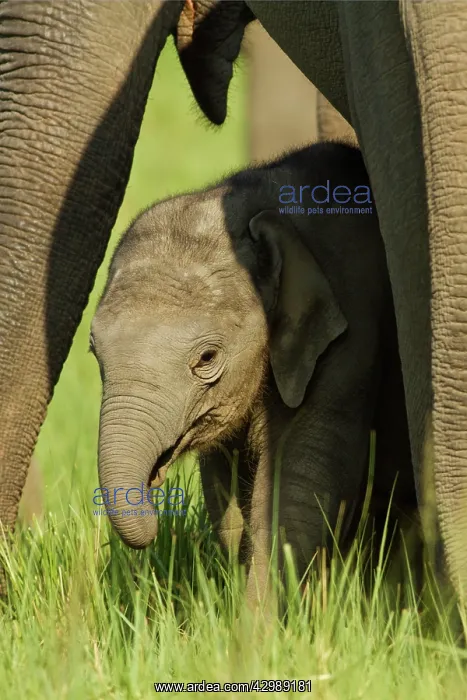 : Asian / Indian Elephant - mother and calf. Corbett : Asian / Indian Elephant - mother and calf. Corbett