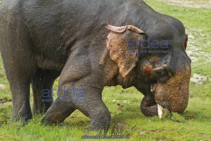 : Asian / Indian Elephant - in musth / must. Corbett : Asian / Indian Elephant - in musth / must. Corbett