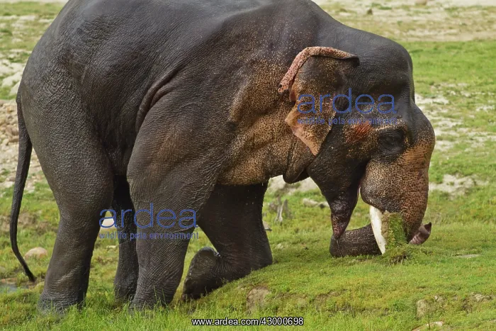 : Asian / Indian Elephant - in musth / must. Corbett : Asian / Indian Elephant - in musth / must. Corbett
