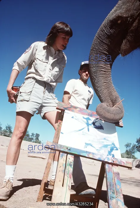 : ASIAN / INDIAN ELEPHANT - painting : ASIAN / INDIAN ELEPHANT - painting