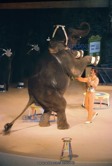 : Asian / Indian Elephant - perfoming in Circus : Asian / Indian Elephant - perfoming in Circus