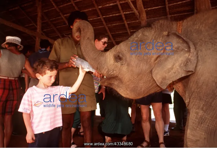 : ASIAN / INDIAN ELEPHANT - at Pinnawela orphanage : ASIAN / INDIAN ELEPHANT - at Pinnawela orphanage