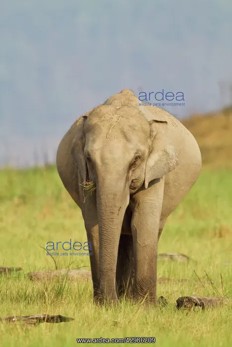 : Asian / Indian Elephant - pregnant. Corbett National : Asian / Indian Elephant - pregnant. Corbett National
