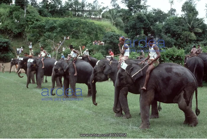 : ASIAN / INDIAN ELEPHANT - Race meet : ASIAN / INDIAN ELEPHANT - Race meet