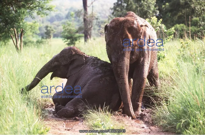 : ASIAN / INDIAN ELEPHANT - resting after mud bathing : ASIAN / INDIAN ELEPHANT - resting after mud bathing