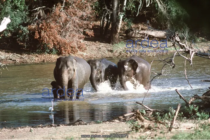 : ASIAN / INDIAN ELEPHANT - in river : ASIAN / INDIAN ELEPHANT - in river