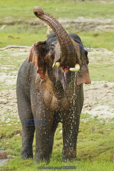 : Asian / Indian Elephant spraying water. Corbett : Asian / Indian Elephant spraying water. Corbett