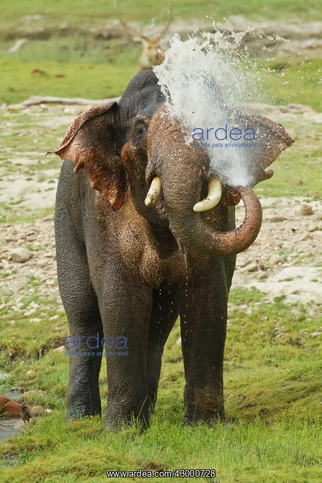 : Asian / Indian Elephant spraying water, . Corbett : Asian / Indian Elephant spraying water, . Corbett