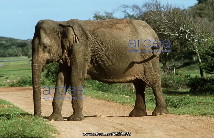 : Asian / Indian ELEPHANT - standing on path : Asian / Indian ELEPHANT - standing on path