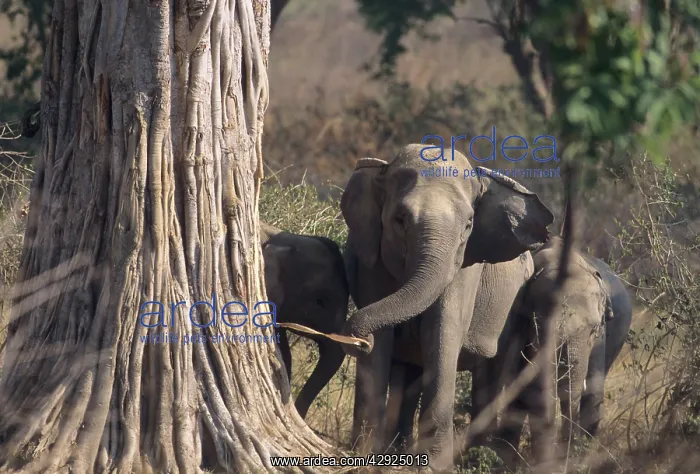 : Asian / Indian Elephant striping the bark : Asian / Indian Elephant striping the bark