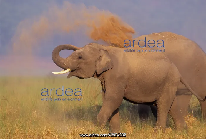 : Asian / Indian Elephant - taking dust bath : Asian / Indian Elephant - taking dust bath