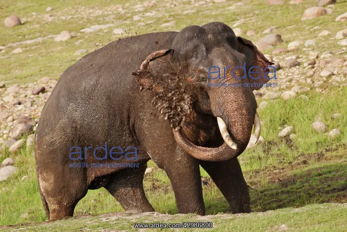 : Asian / Indian Elephant - taking mud bath. Corbett : Asian / Indian Elephant - taking mud bath. Corbett