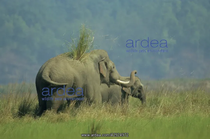 : Asian / Indian Elephant throwing-off grass on its back : Asian / Indian Elephant throwing-off grass on its back