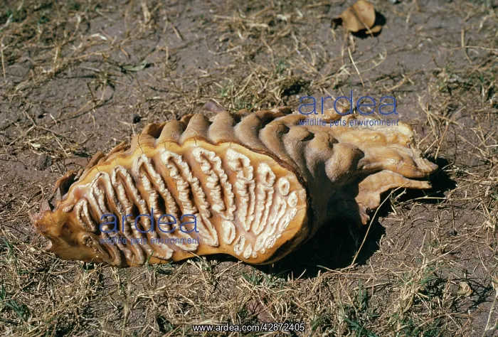  : Asian  /  Indian Elephant - tooth