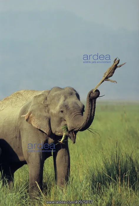 : Asian / Indian Elephant tossing Monitor Lizard : Asian / Indian Elephant tossing Monitor Lizard