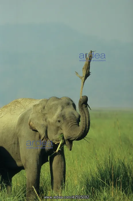 : Asian / Indian Elephant tossing Monitor Lizard : Asian / Indian Elephant tossing Monitor Lizard
