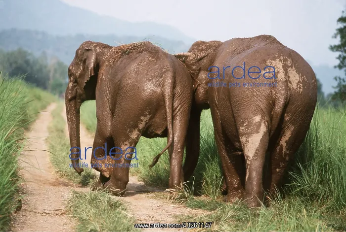  : Asian  /  Indian Elephant - two on track