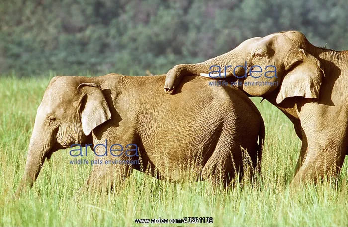 : ASIAN / INDIAN ELEPHANT - Trunk on back : ASIAN / INDIAN ELEPHANT - Trunk on back