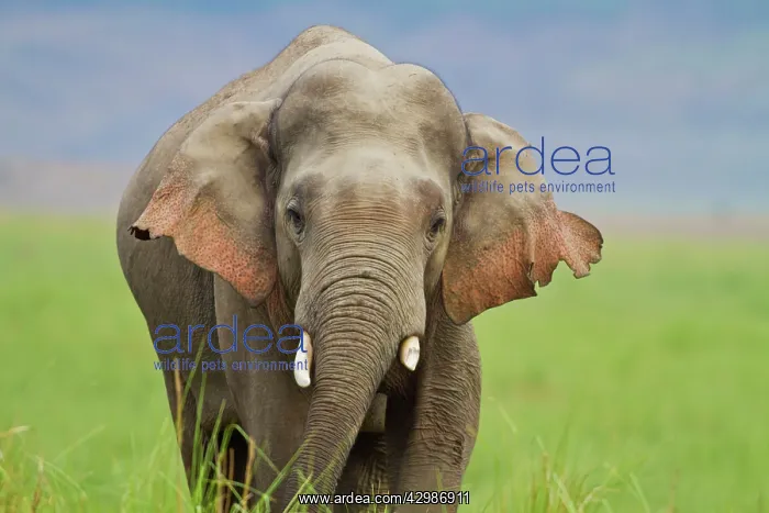  : Asian  /  Indian Elephant - Tusker. Corbett National