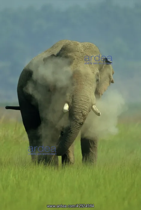 : Asian / Indian Elephant (Tusker) dust-bathing : Asian / Indian Elephant (Tusker) dust-bathing