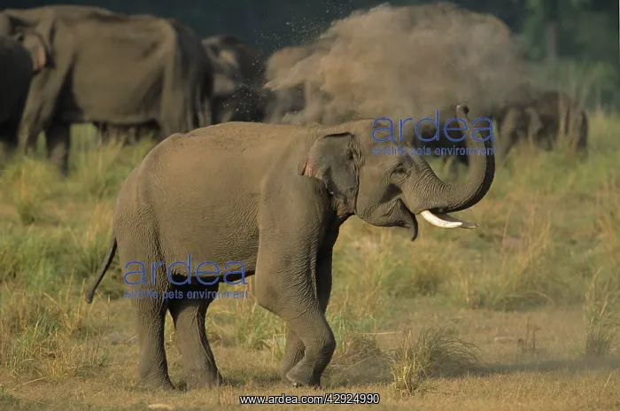 : Asian / Indian Elephant (tusker) dust-bathing : Asian / Indian Elephant (tusker) dust-bathing