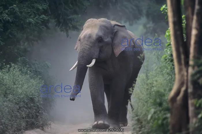 : Asian / Indian Elephant (Tusker) on the jungle track : Asian / Indian Elephant (Tusker) on the jungle track