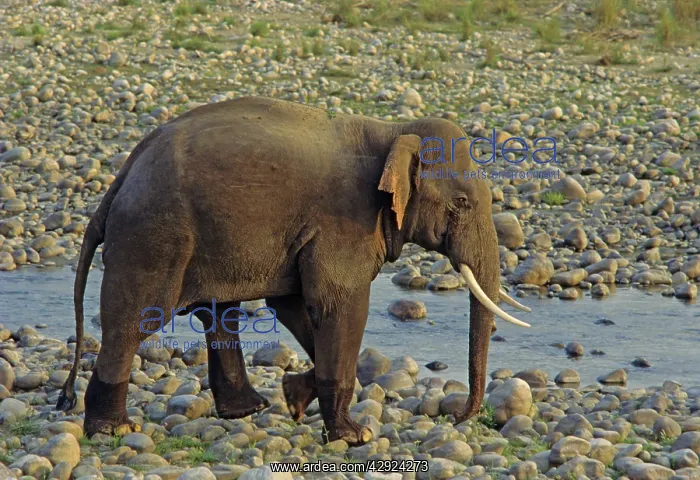 : Asian / Indian Elephant (Tusker) - on the riverbed : Asian / Indian Elephant (Tusker) - on the riverbed