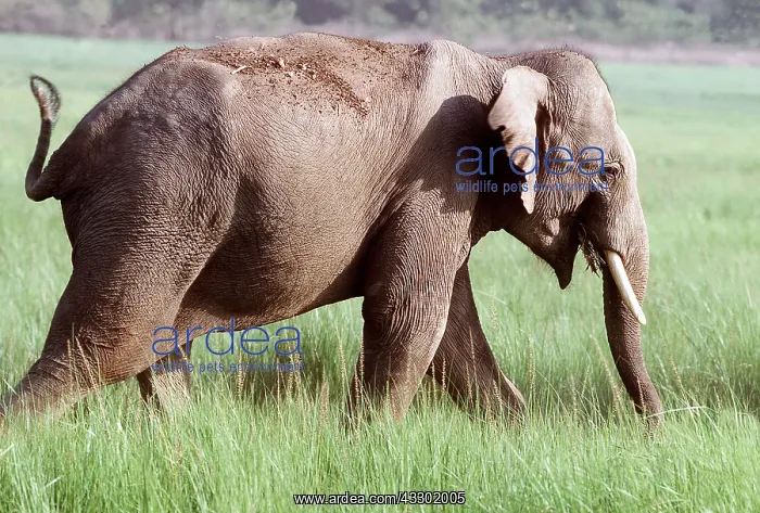 : ASIAN / INDIAN ELEPHANT - side view walking : ASIAN / INDIAN ELEPHANT - side view walking