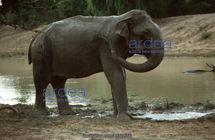  : ASIAN  /  INDIAN ELEPHANT - by waterhole, mud bathing