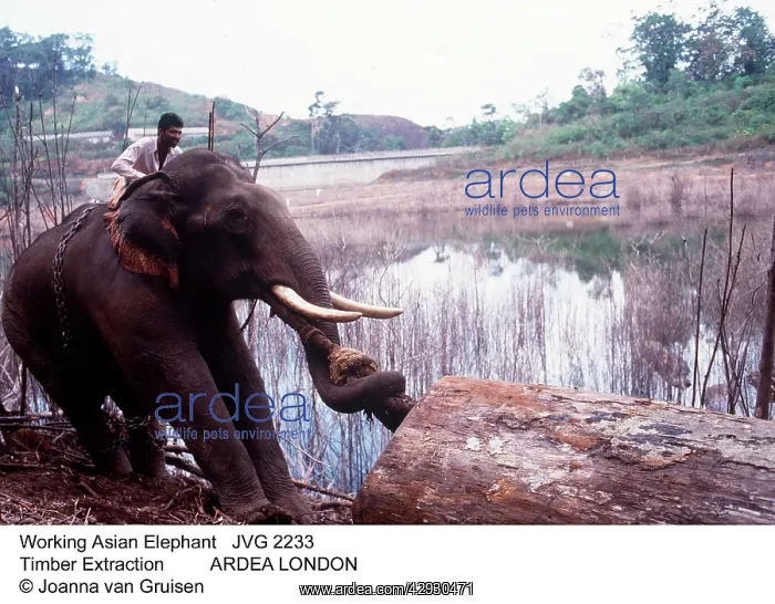  : Asian  /  Indian ELEPHANT - working