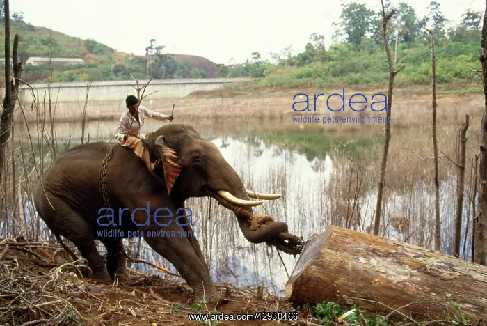 : ASIAN / INDIAN ELEPHANT - Working / Logging : ASIAN / INDIAN ELEPHANT - Working / Logging