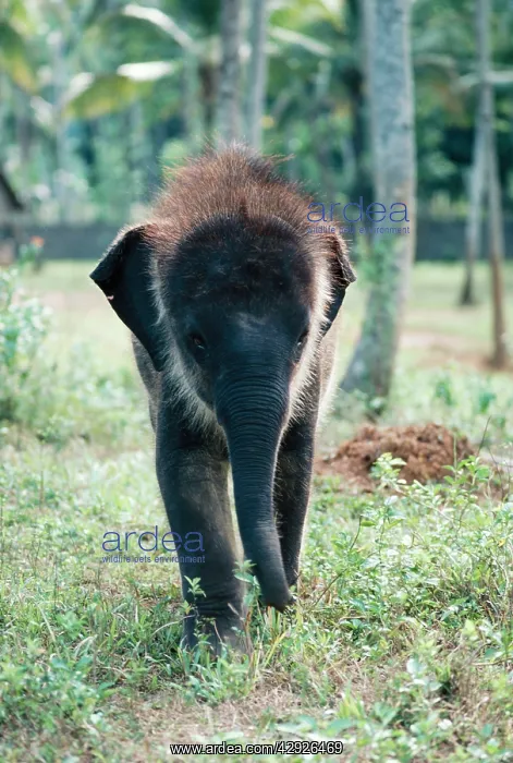 : Asian / Indian Elephant - young : Asian / Indian Elephant - young