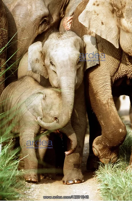 : Asian / Indian ELEPHANT - two young : Asian / Indian ELEPHANT - two young