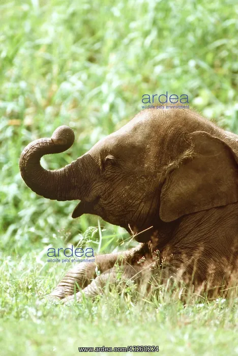  : ASIAN  /  INDIAN ELEPHANT - young  /  juvenile